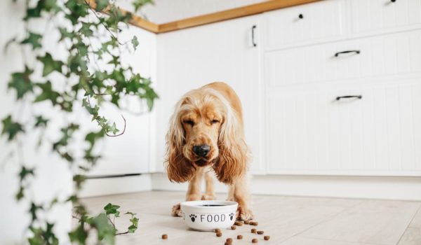 4 Main Reasons Why Your Dogs Eat So Fast (Tips to Slow)