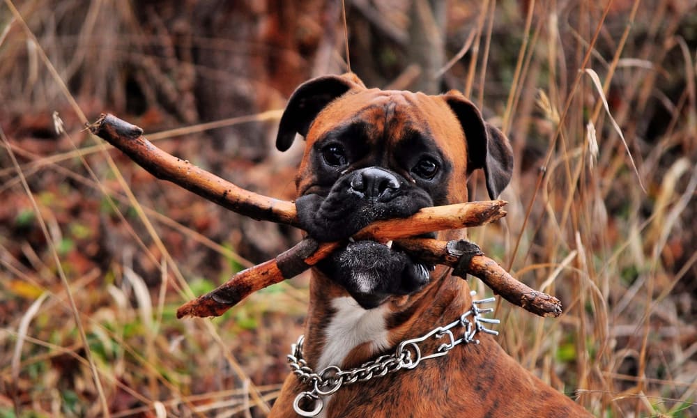 4 Main Reasons Why Your Dogs Eat Wood (Tips to Stop)