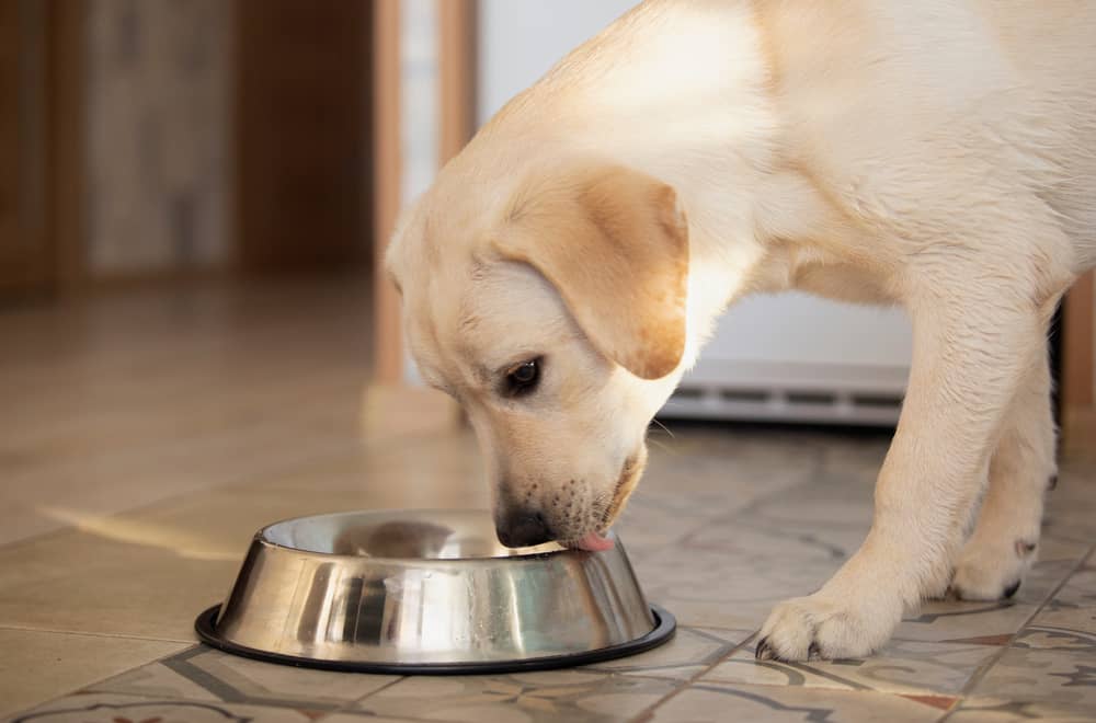 4 Reasons Why Dogs Eat So Fast