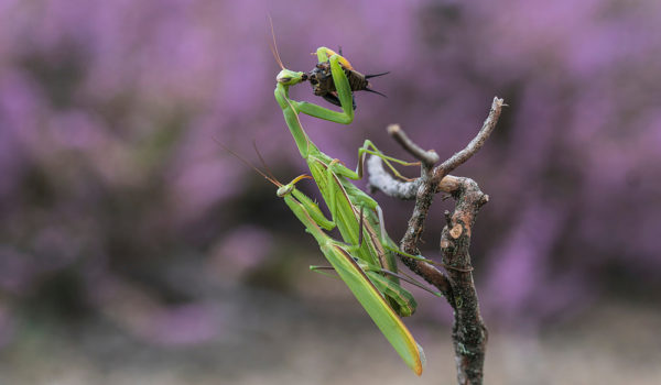 4 Reasons Why Female Praying Mantis Eat The Male