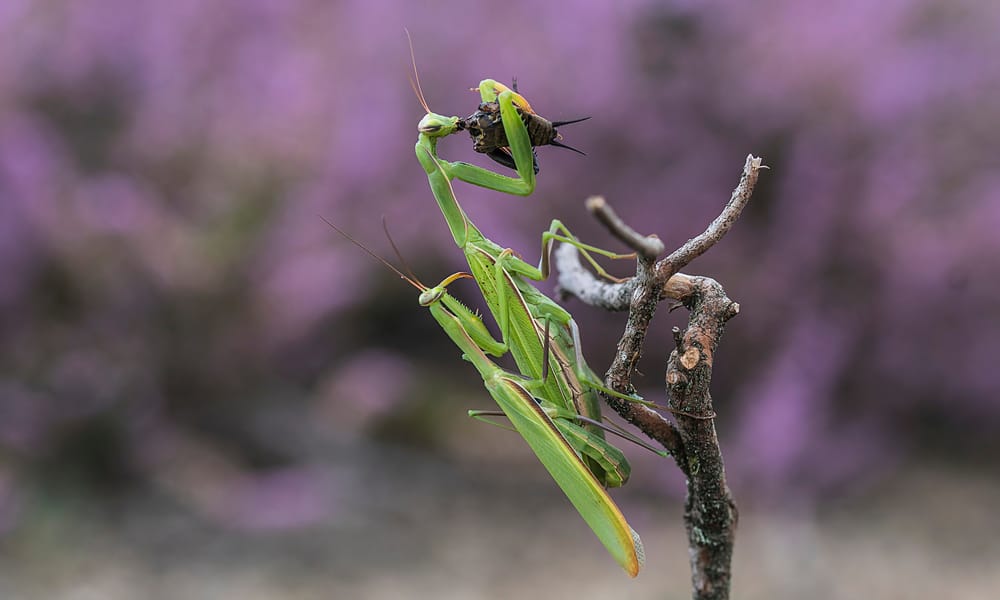 4 Reasons Why Female Praying Mantis Eat The Male
