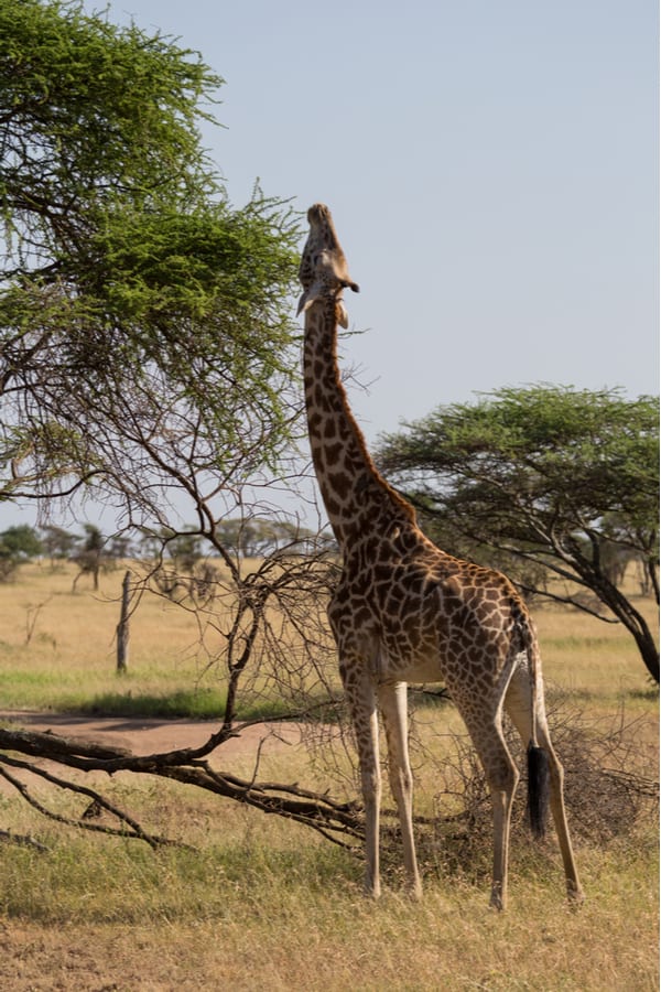 5 Facts About Giraffes