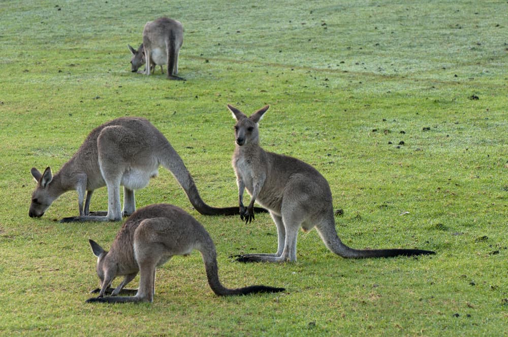 5 Facts About Kangaroos