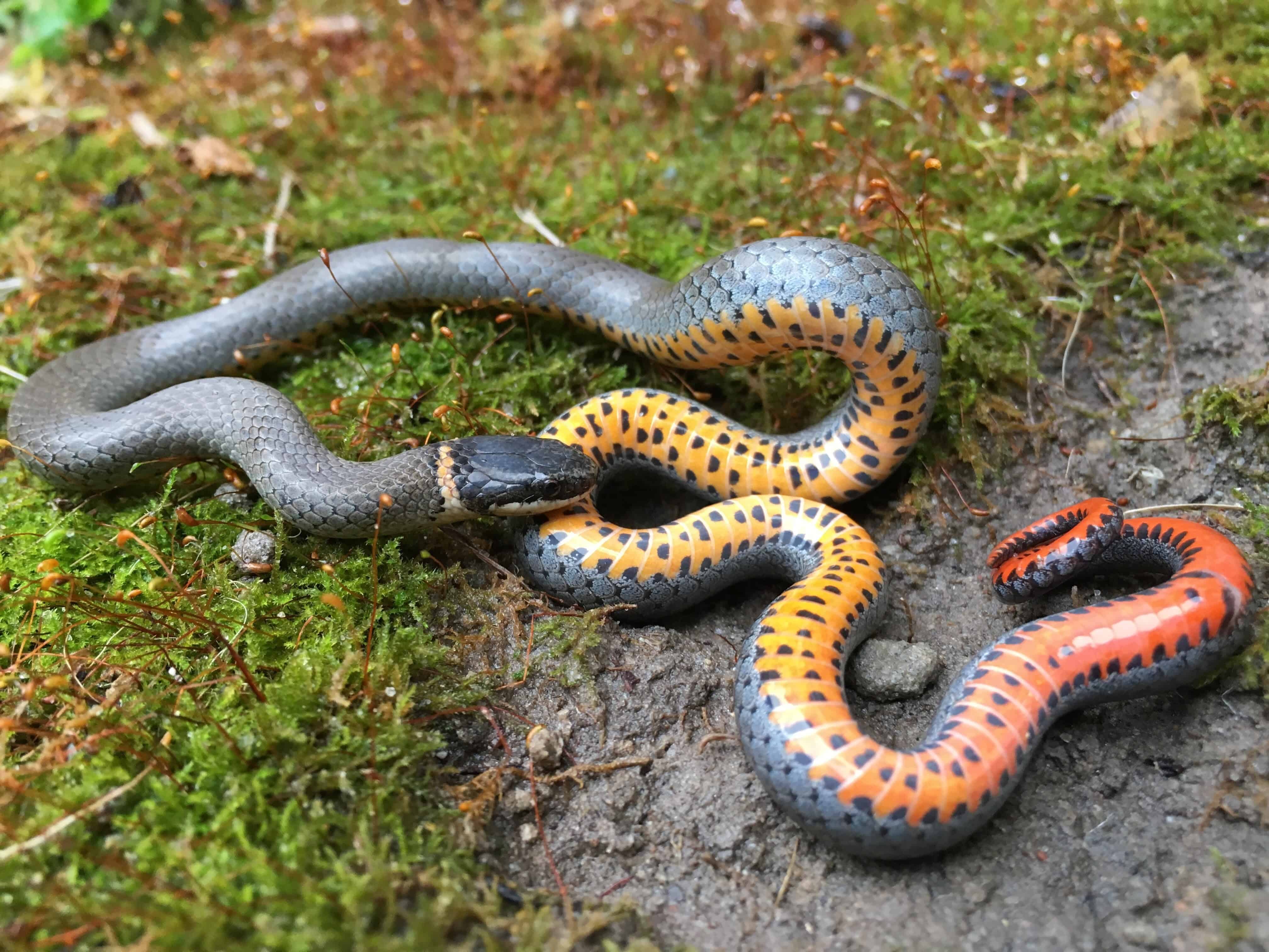 5 Things Ringneck Snakes Like to Eat In the Wild