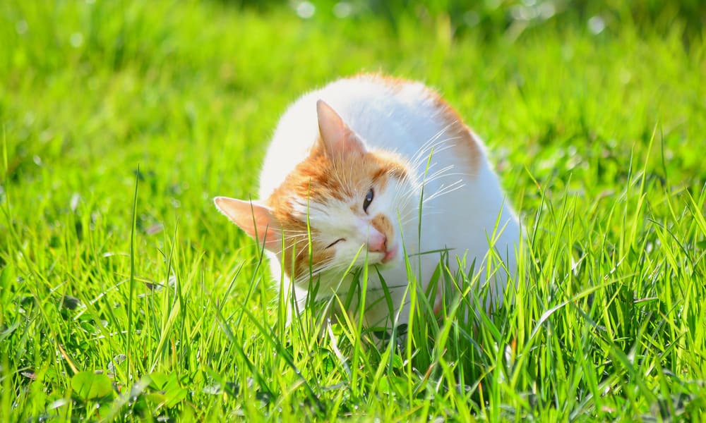 6 Main Reasons Why Your Cats Eat Grass (Tips to Stop)