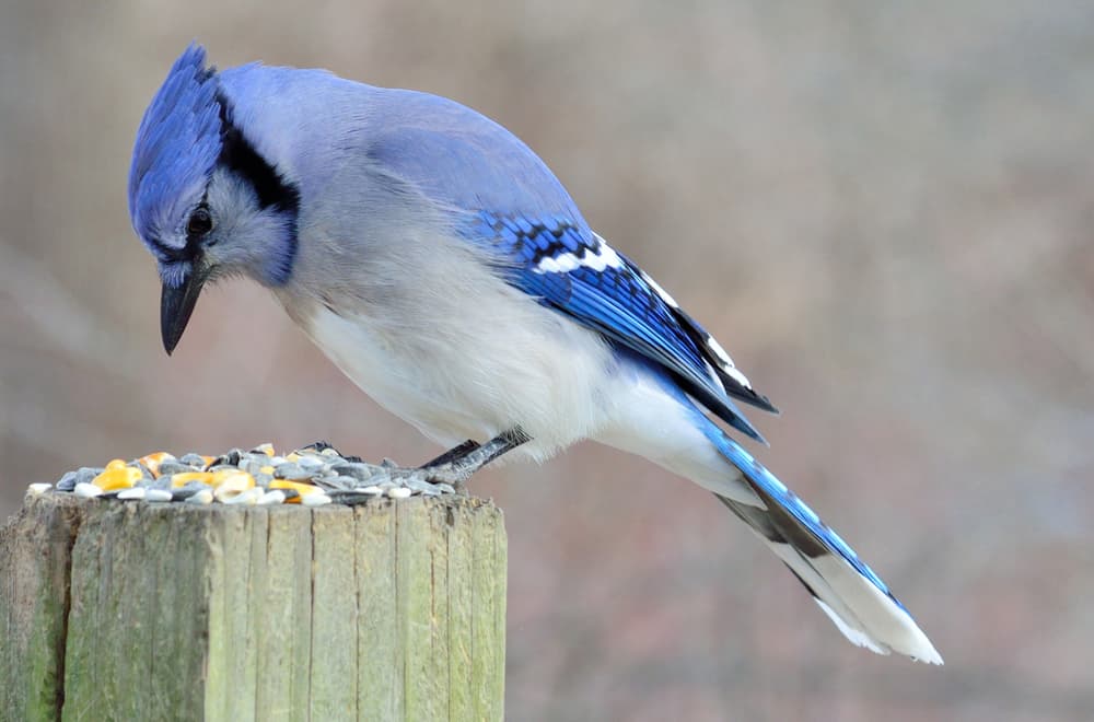 8 Facts About Blue Jays