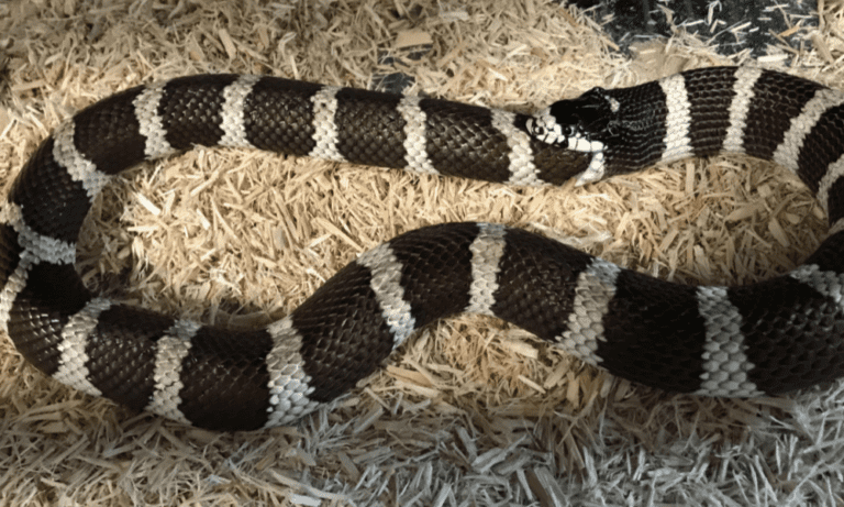 8 Main Reasons Why Snakes Eat Themselves