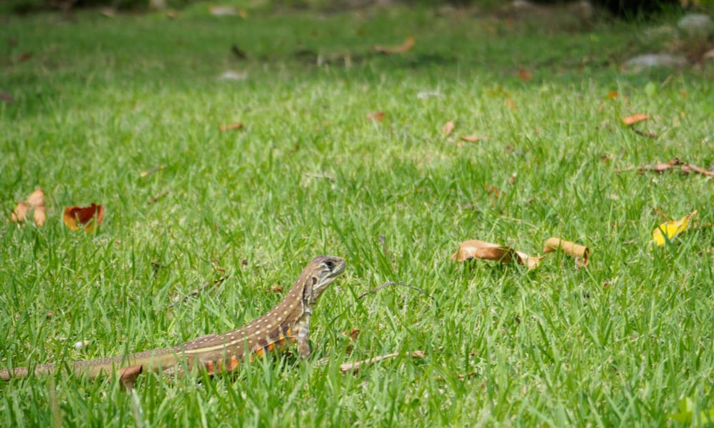 8 Things Garden Lizards Like to Eat Most