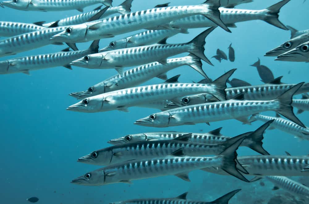 9 Facts About Barracudas