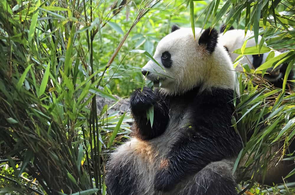 A panda’s life – a continuous search for protein-rich bamboo