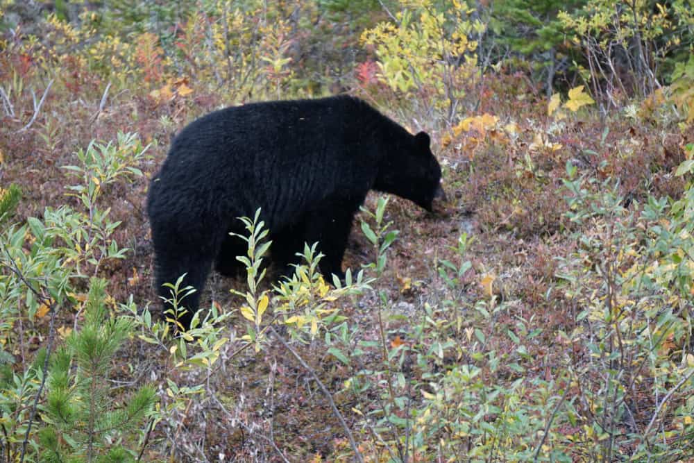 Black bear diet by season