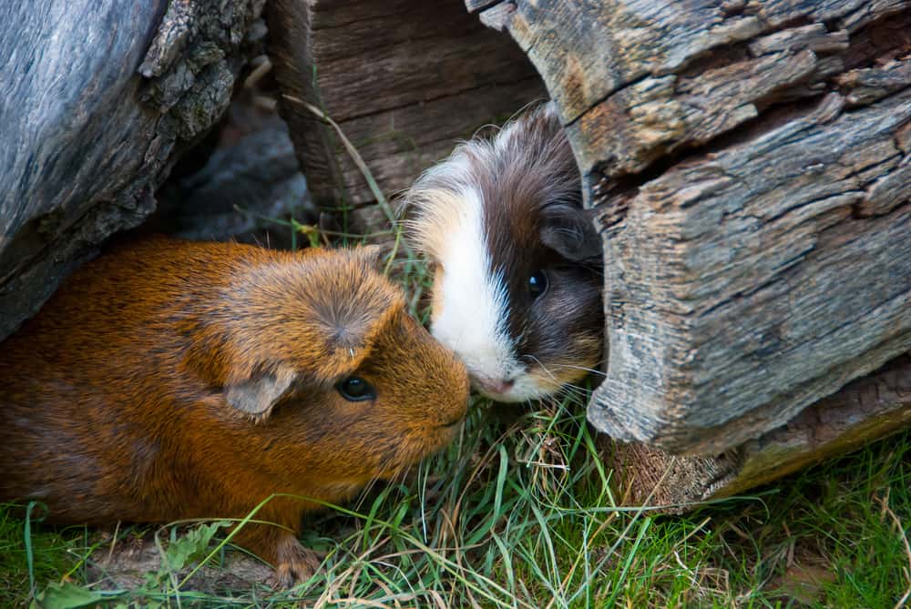 Can A Healthy Guinea Pig Cecotropes Cure Sick Guinea Pigs