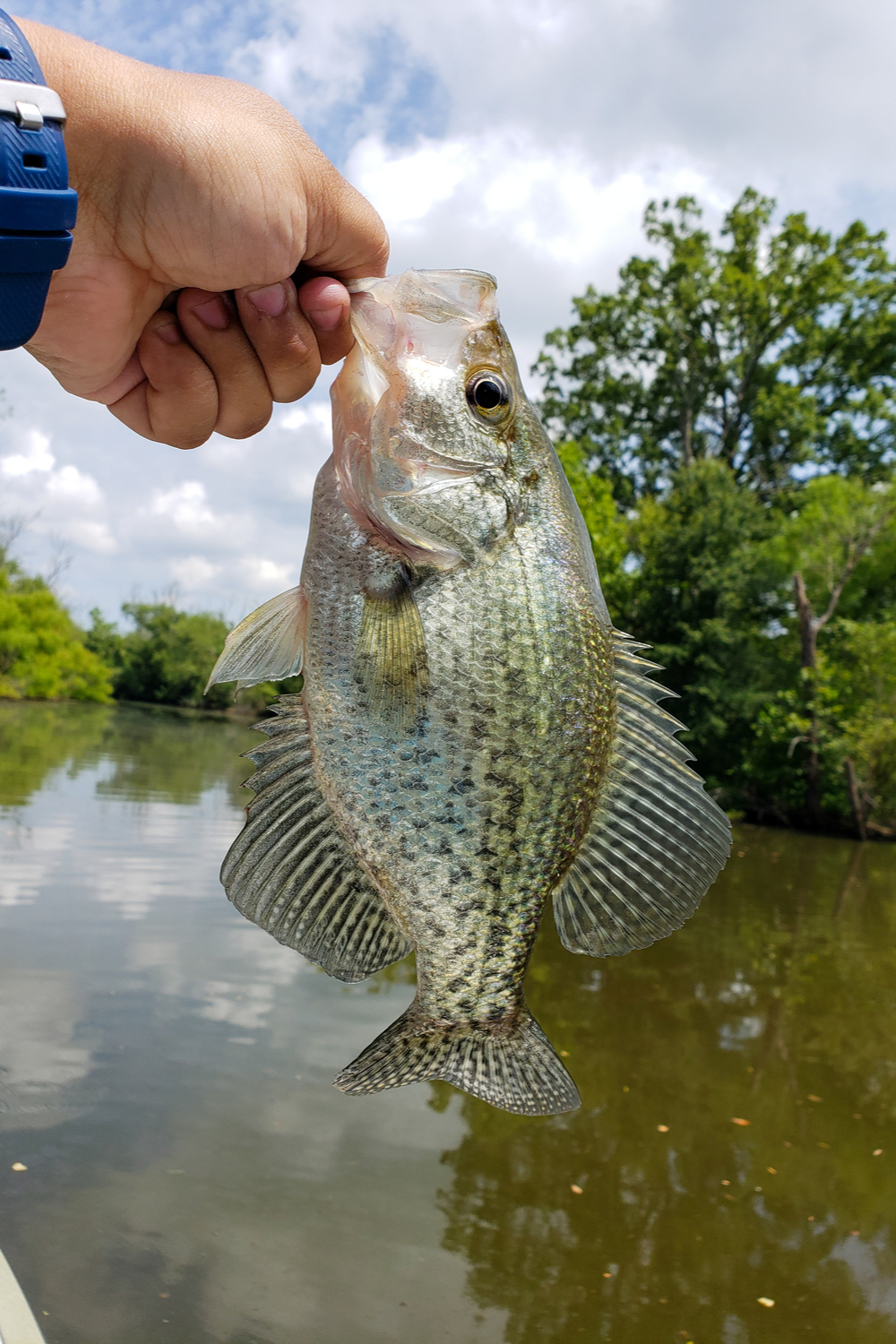 Crappie Habits and Biology
