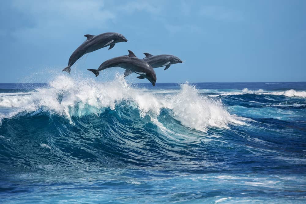 Dolphin habitats