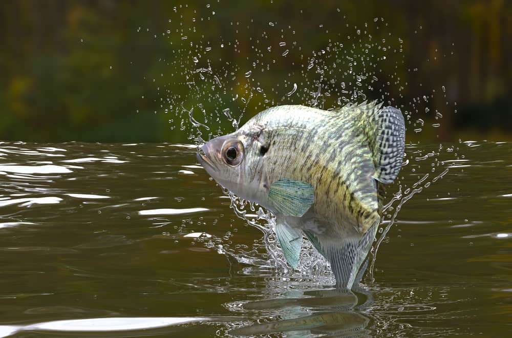 Facts About Crappies