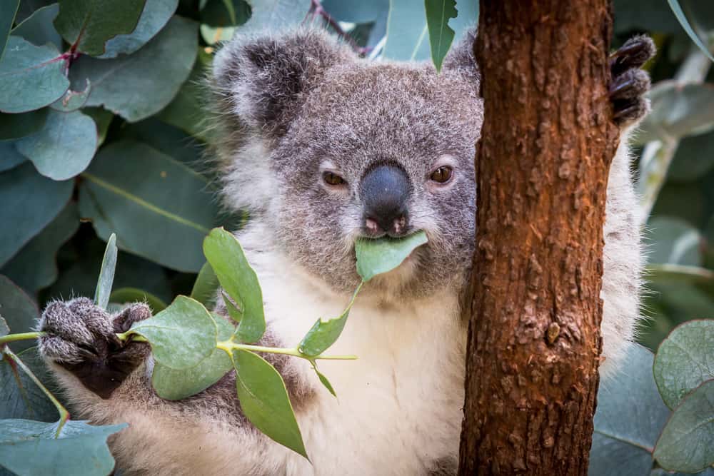Facts About Koalas