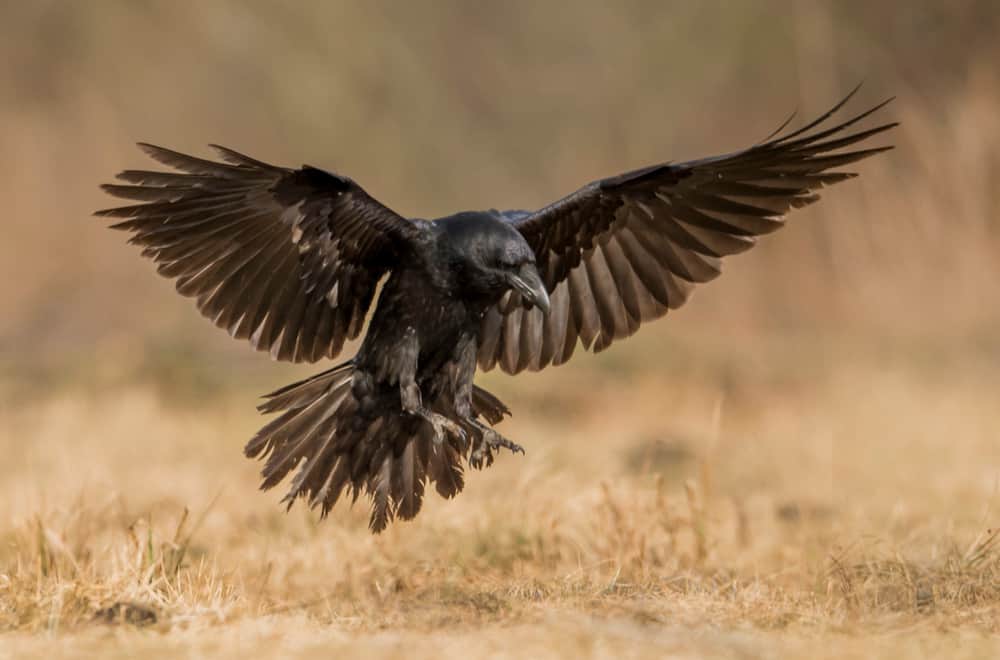 Facts About Ravens