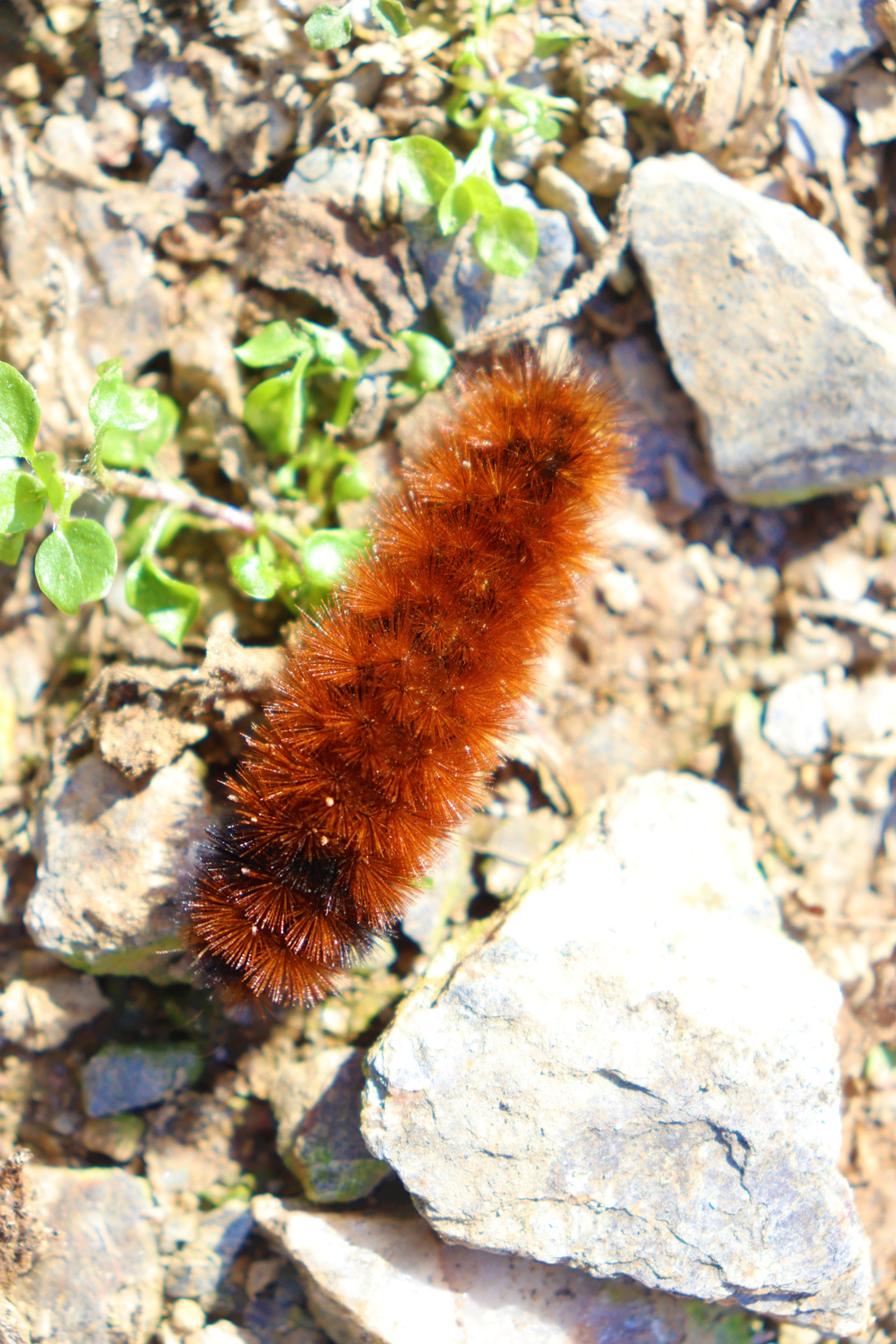 Facts About Wooly Worms