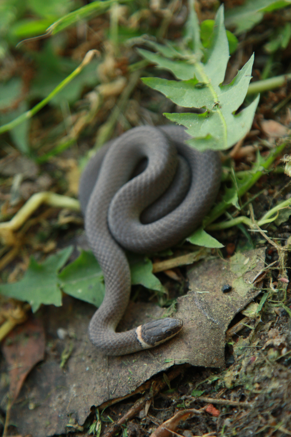 Facts about ringneck snakes