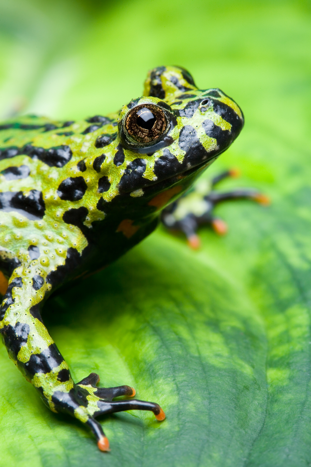 Fire Belly Toad’s Habits and Biology
