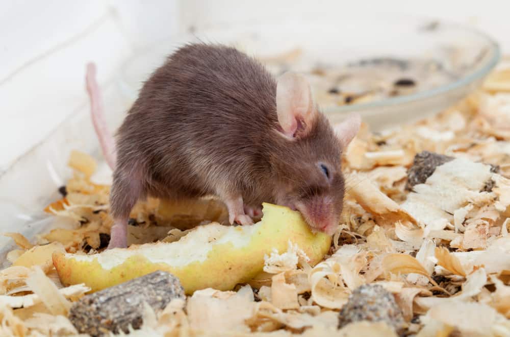 Food avoid feeding Pet Mice