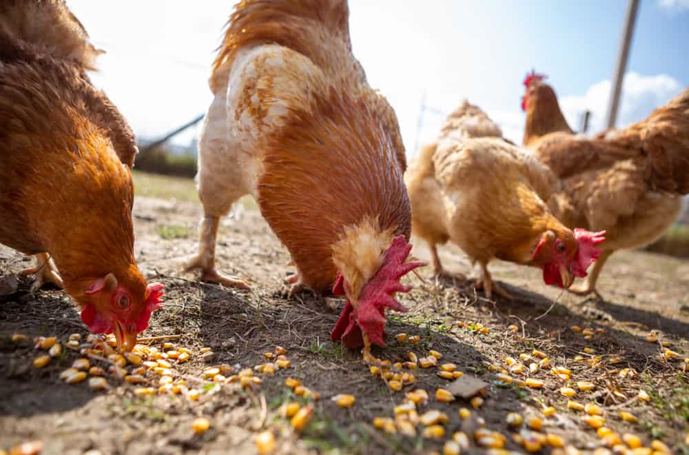 Foods To Avoid Feeding Your Roosters