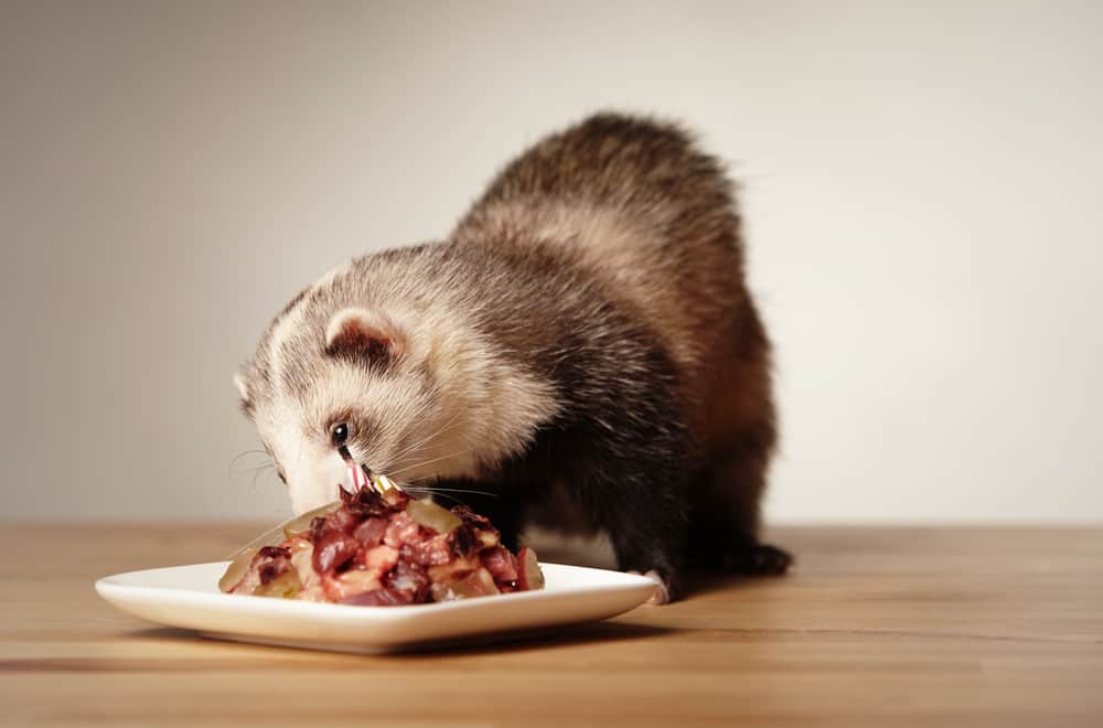 Foods Your Ferret Should Avoid
