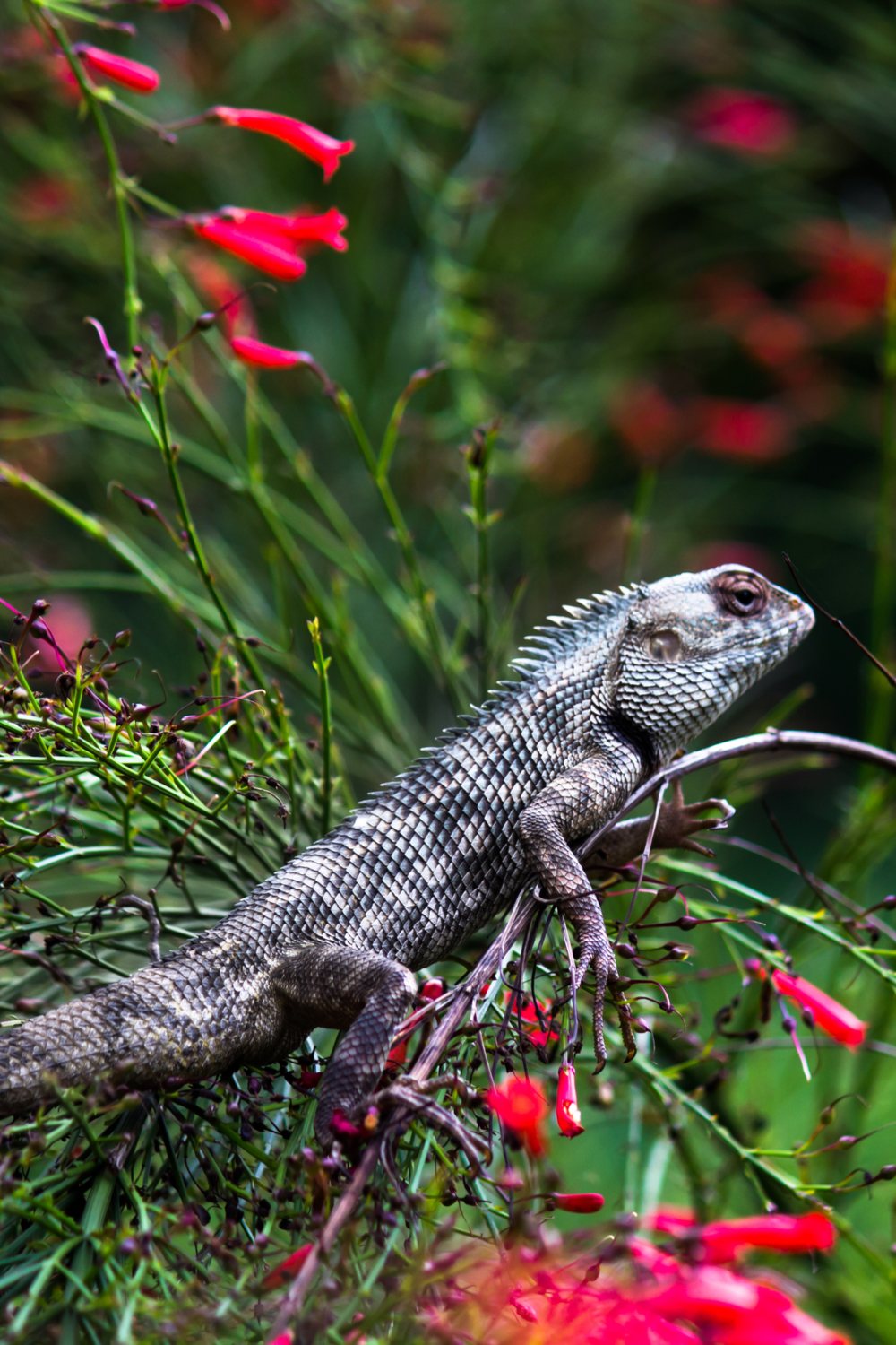 Garden Lizards Habits and biology