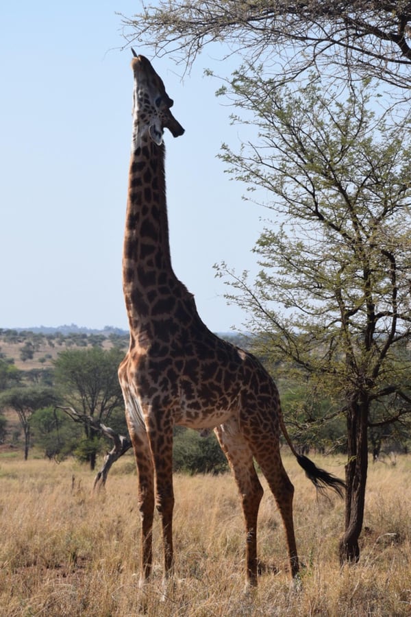 Giraffes diet in the wild