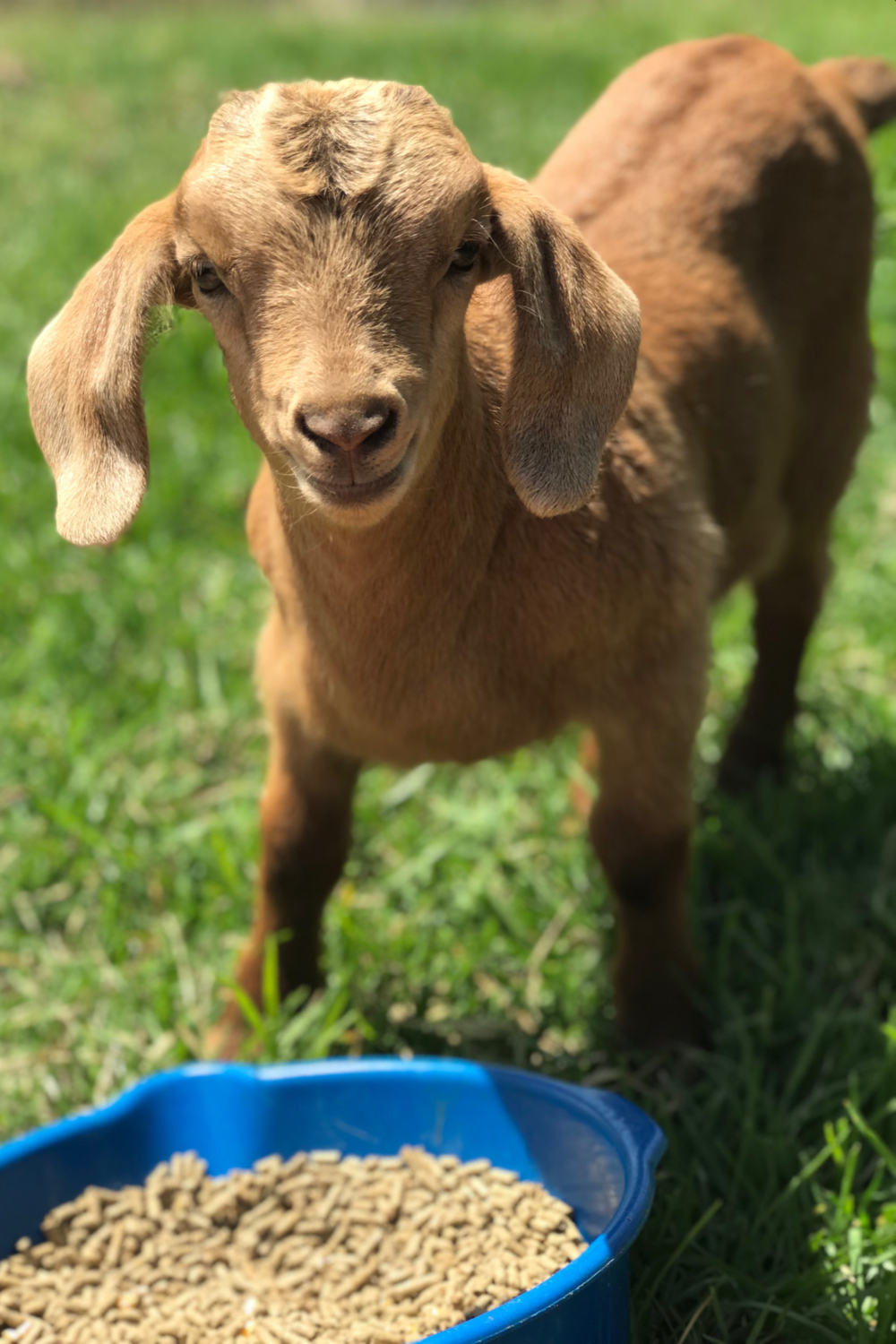Goats Habits and Biology