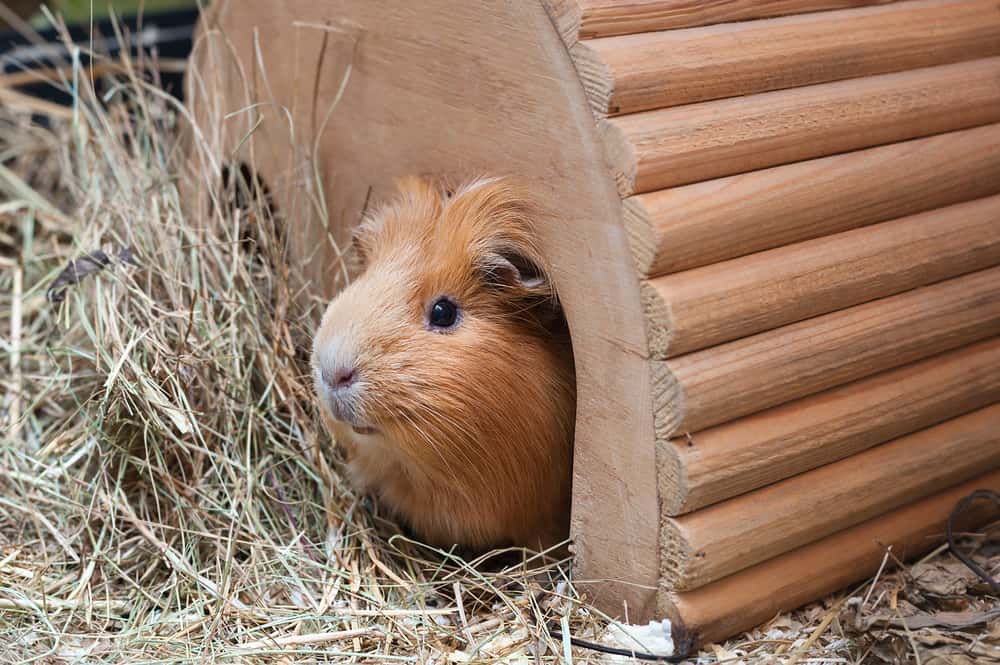 Guinea pigs pooping too Little Cecotropes What To Do