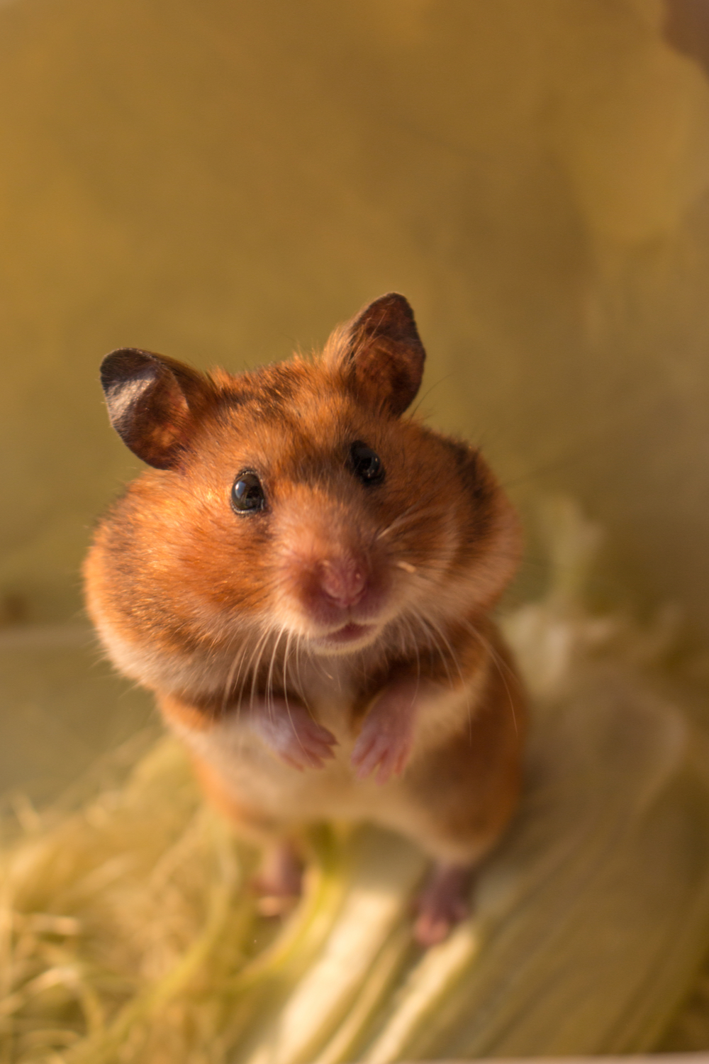 Hamsters Habits & Biology