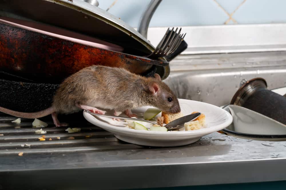 Harm Caused By Rats