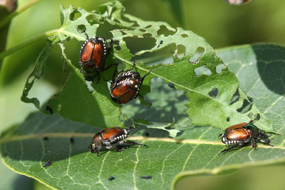 Harm of Beetles