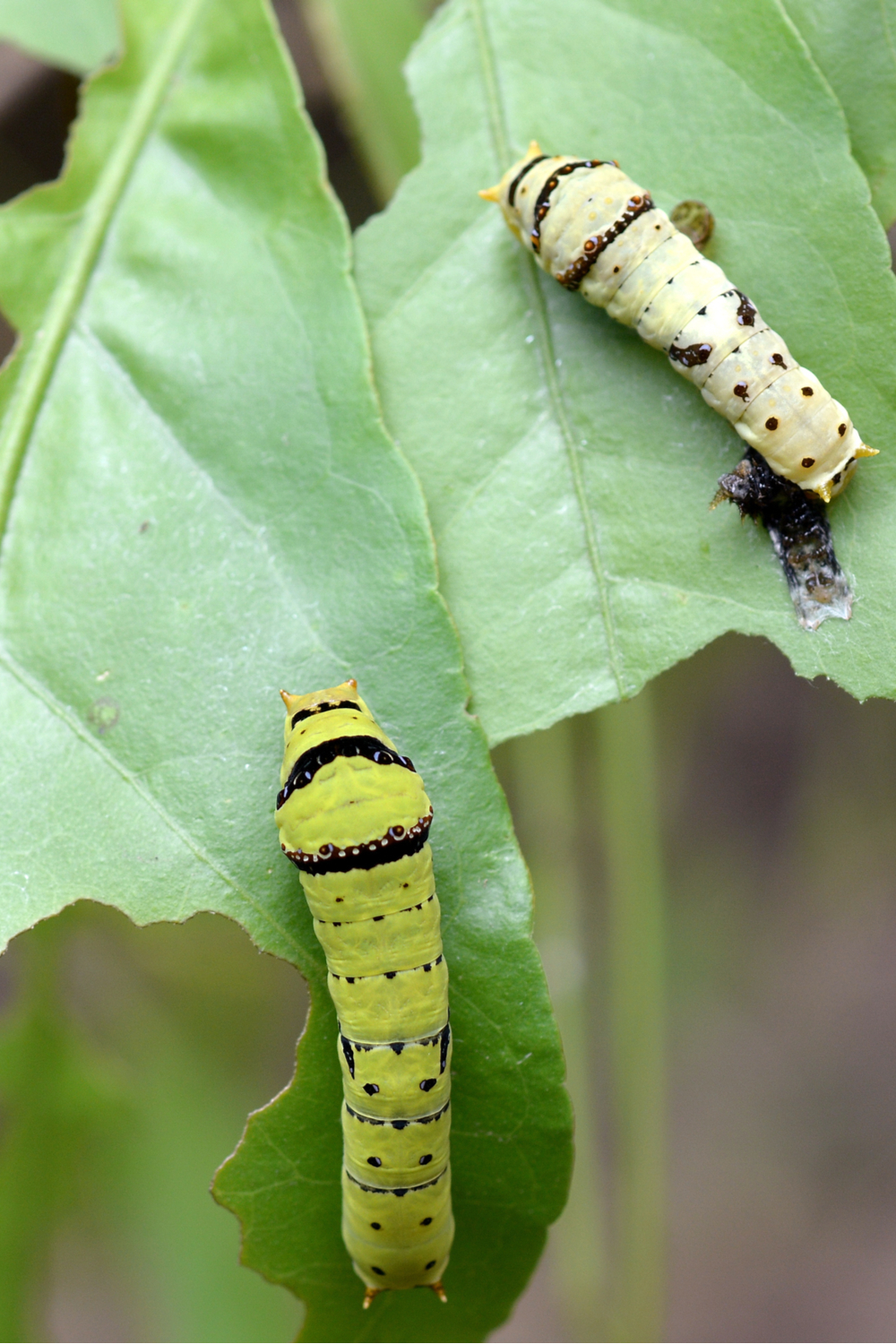 Harm of Caterpillars