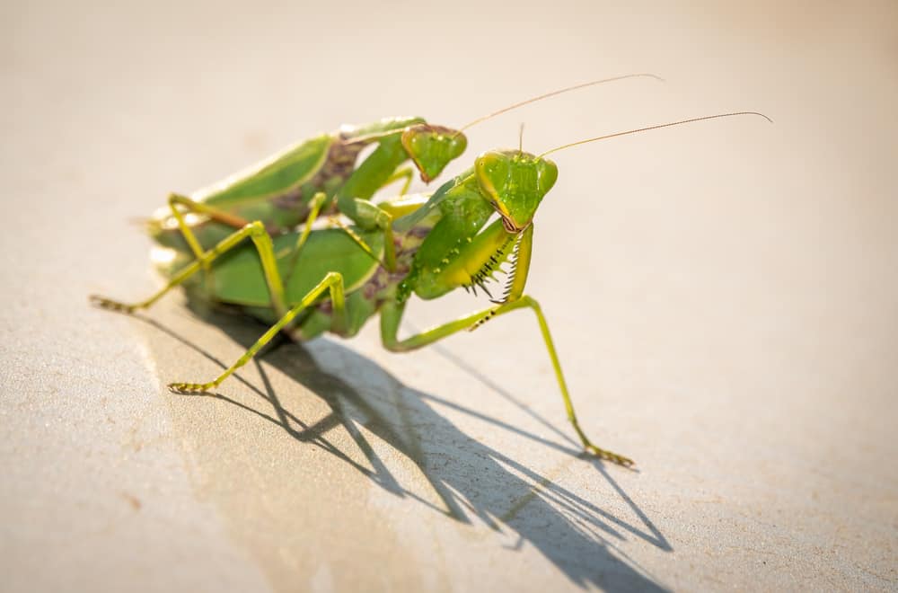 How Do Male Mantises Avoid Being Eaten Post-mating