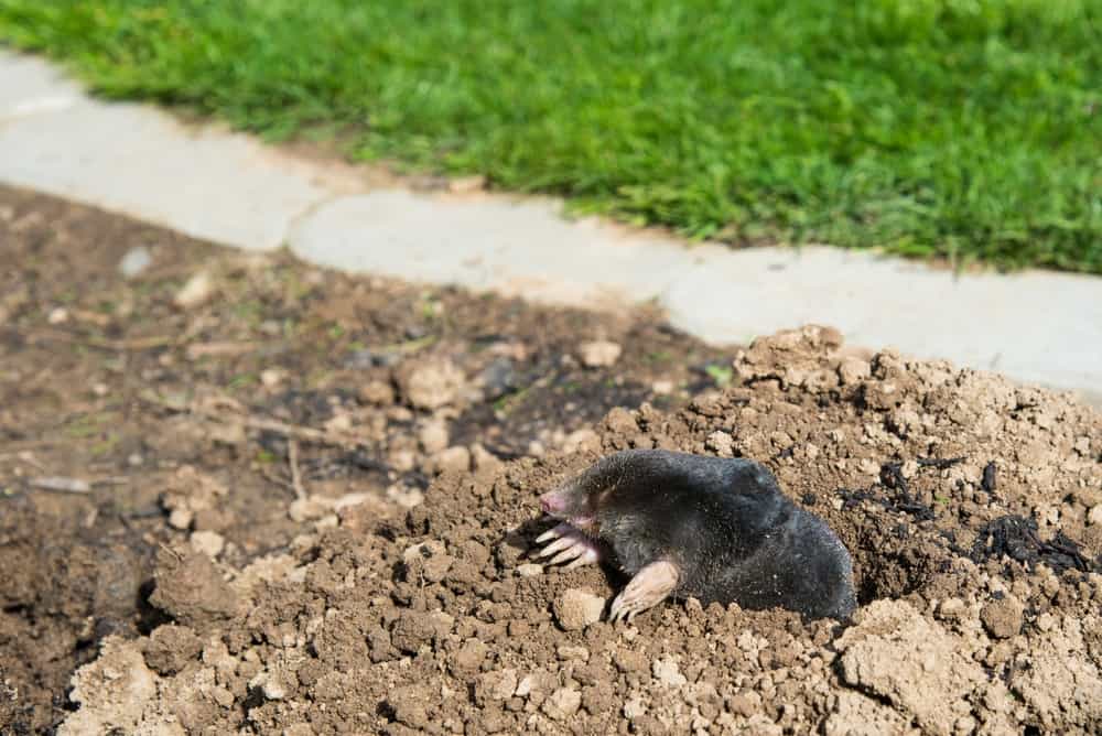 How To Get Rid of Moles In Garden