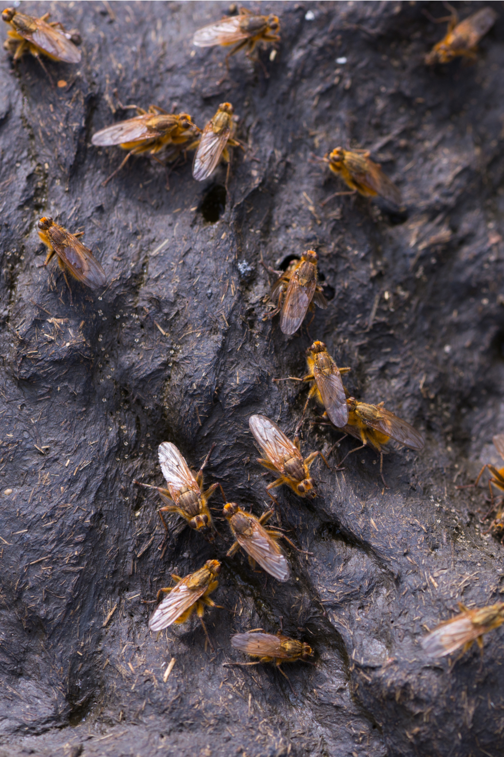 How do flies swarm around feces so quickly