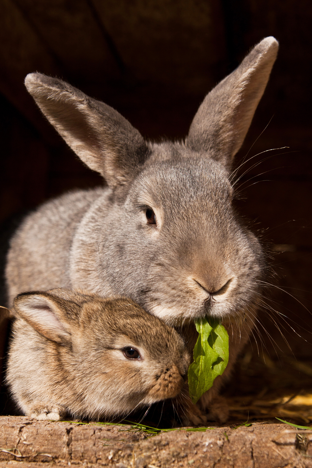 How to Stop a Rabbit from Eating Her Babies