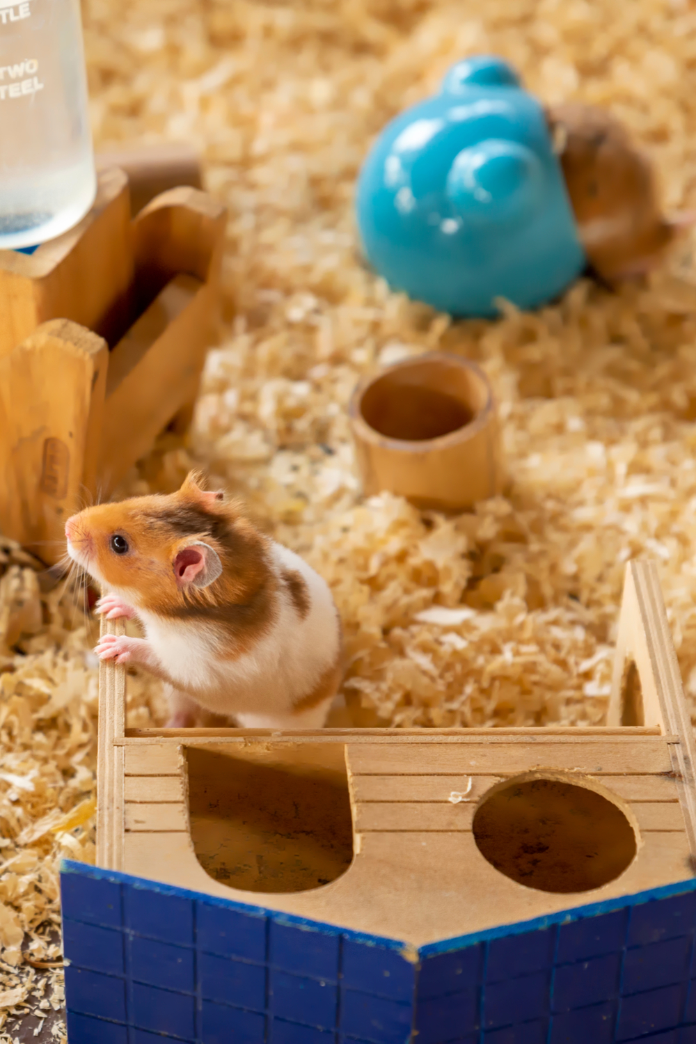 How to know if a hamster is pregnant