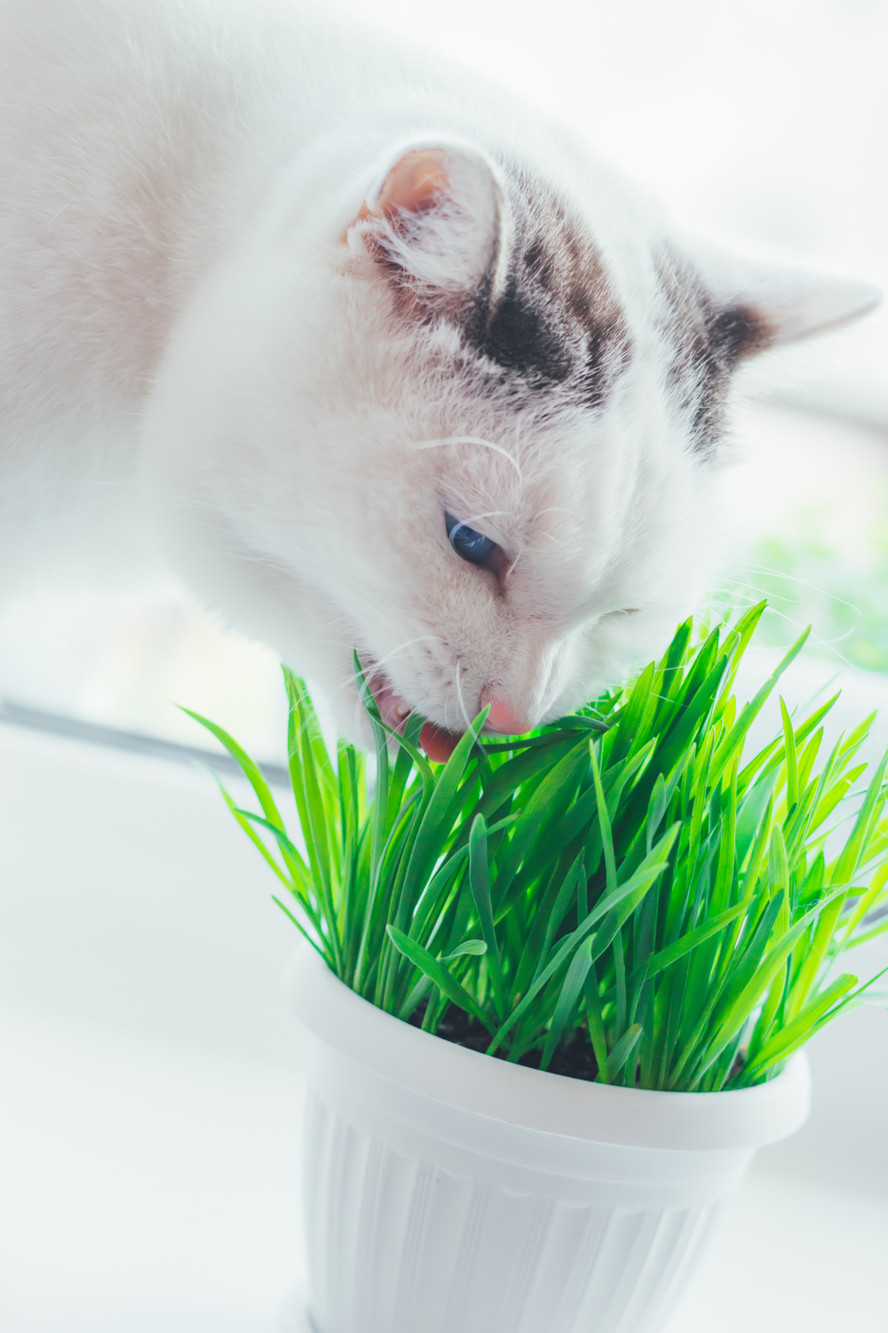 Is it safe for cats to eat grass