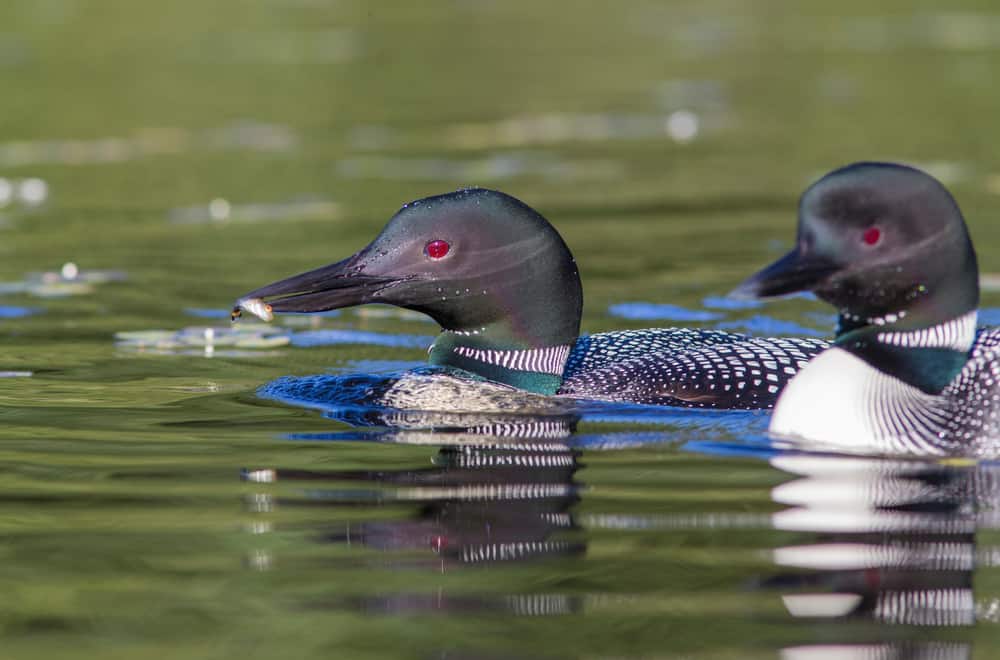 Loons Habits and biology
