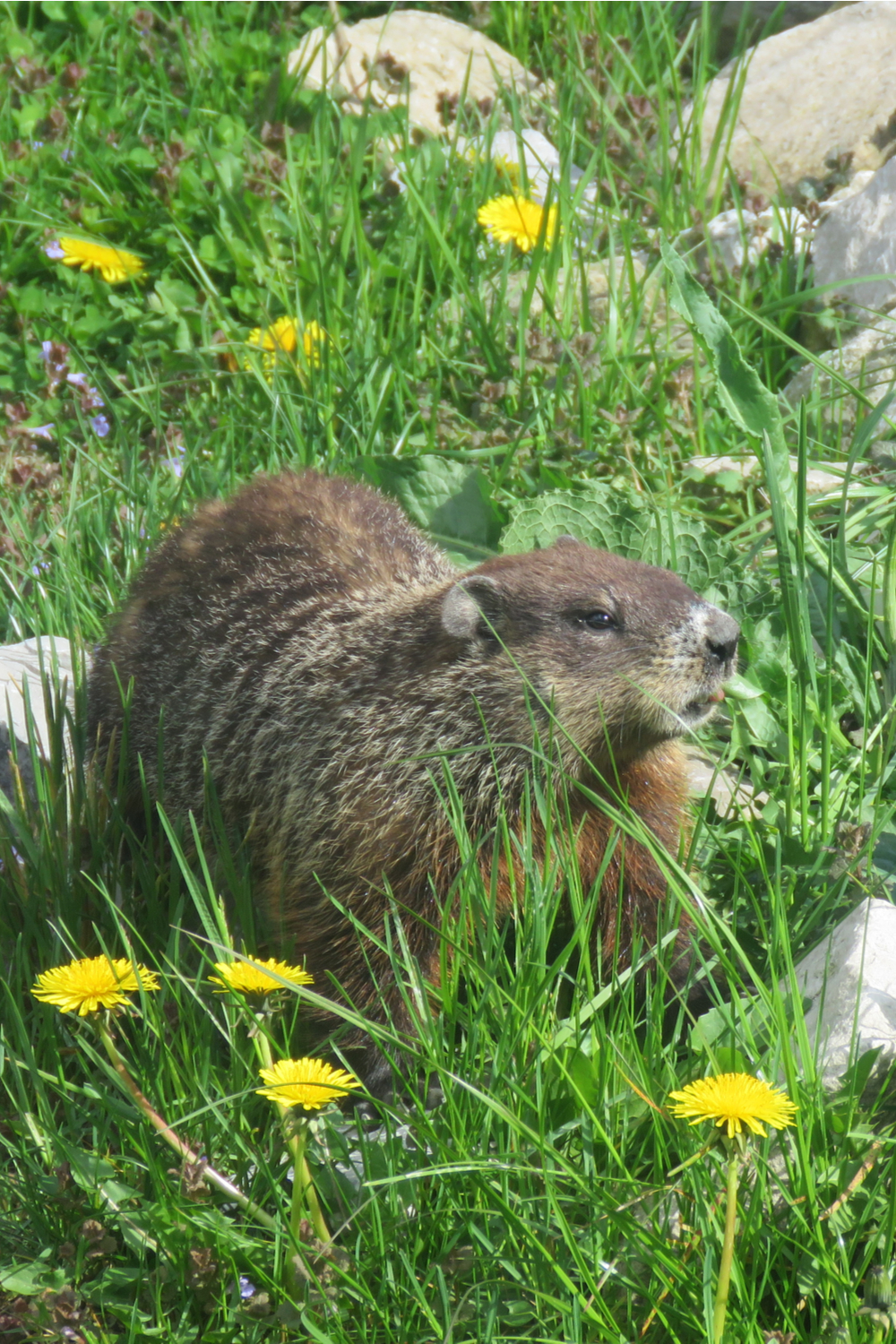 Marmots Habits and biology