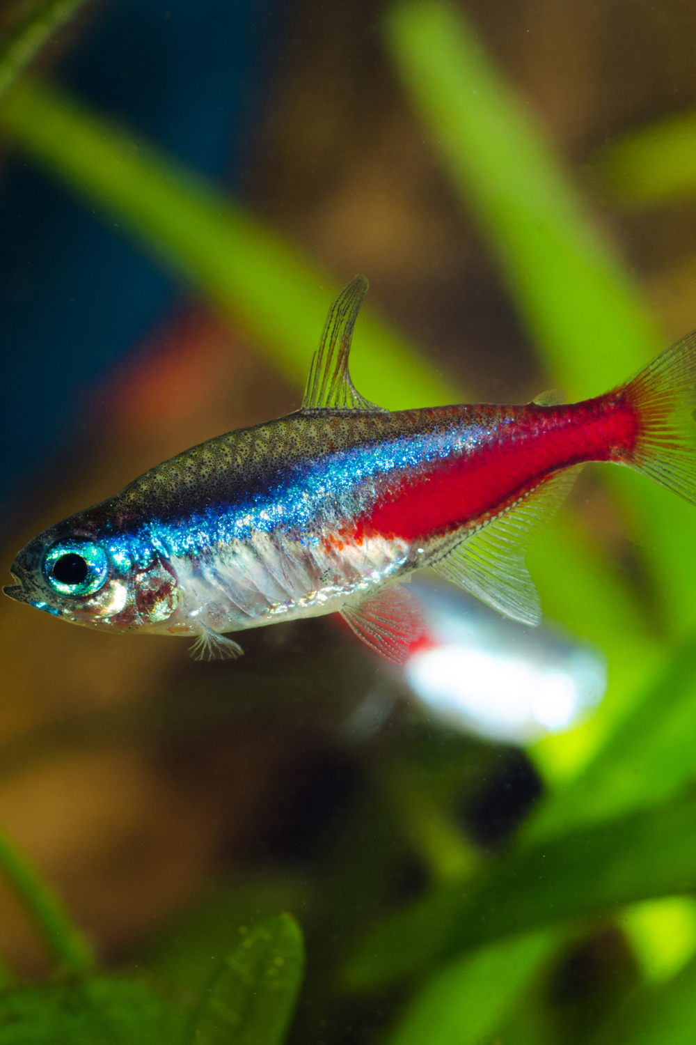 Neon Tetras’ Habits and Biology