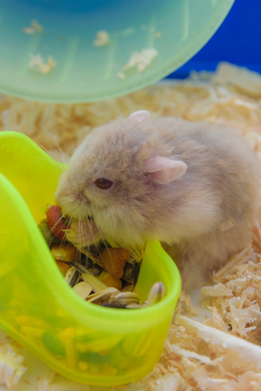 Other Tips for your Hamster's Health & Happiness