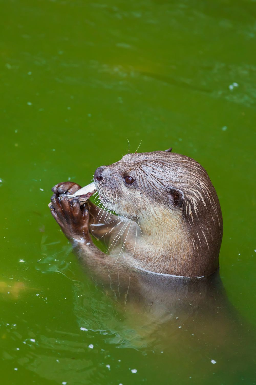 Otters Habitat And Biology