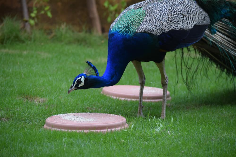 Peacocks Habits and biology