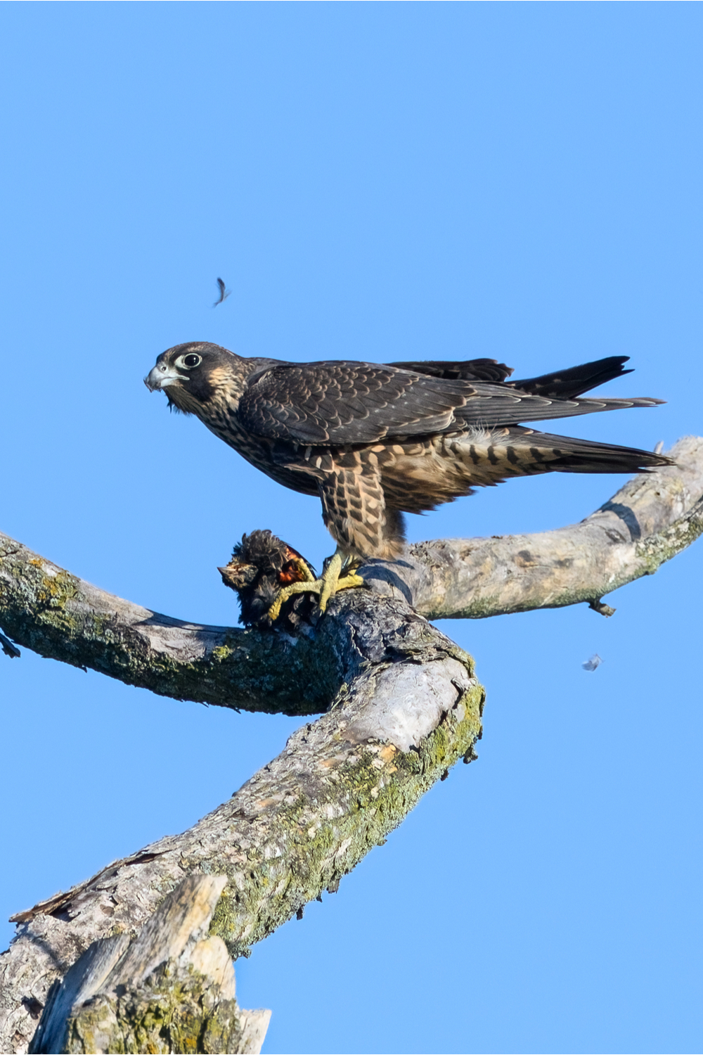 Peregrine Falcons Habits and biology