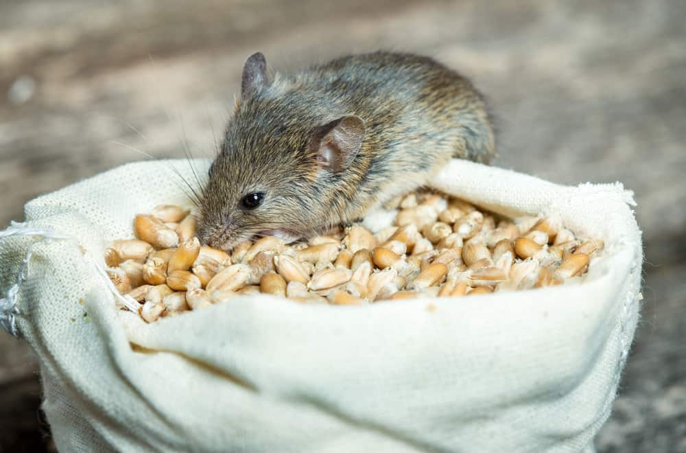 Pet Mice Habits and biology