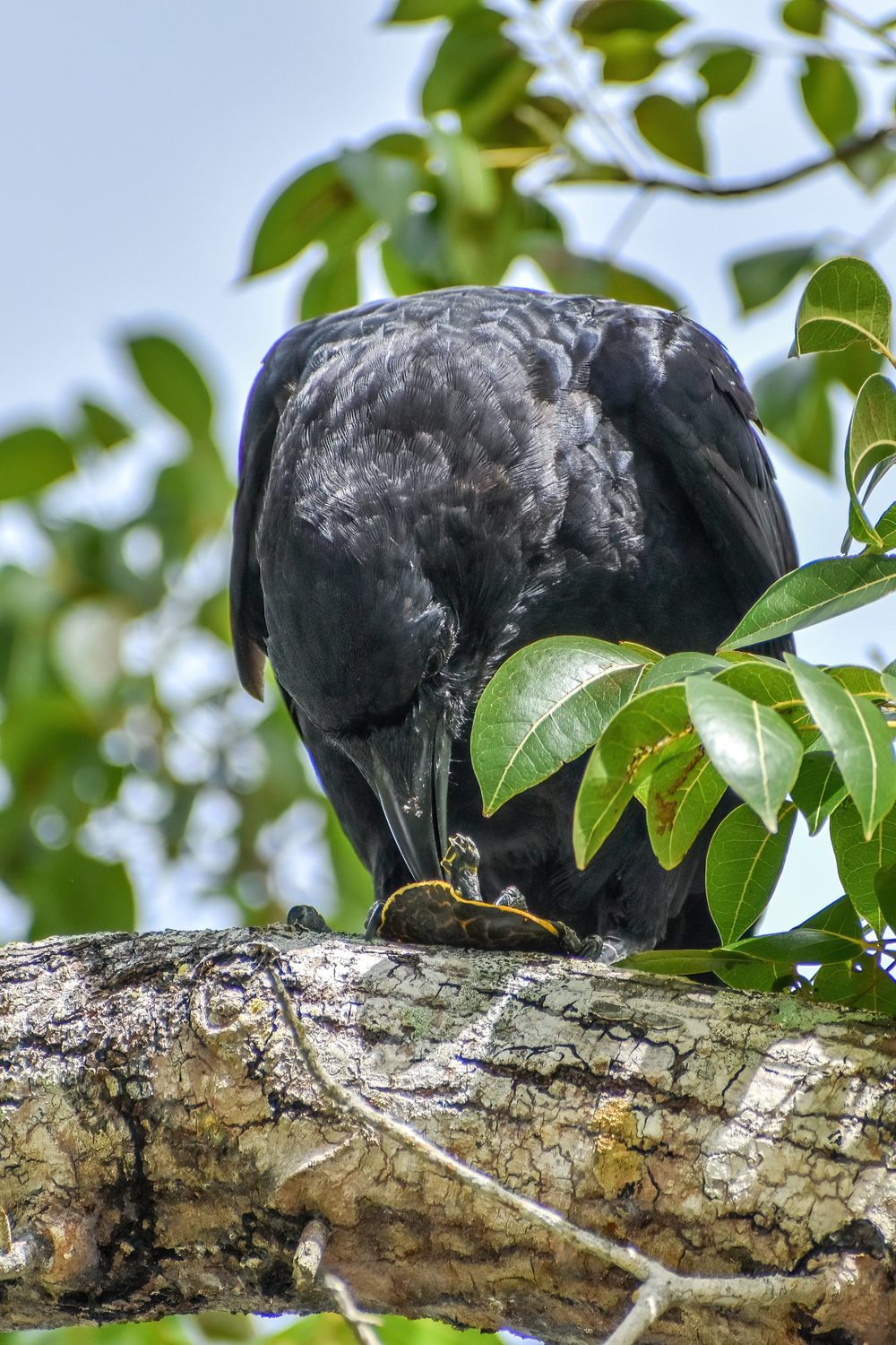 Ravens Habits And Biology